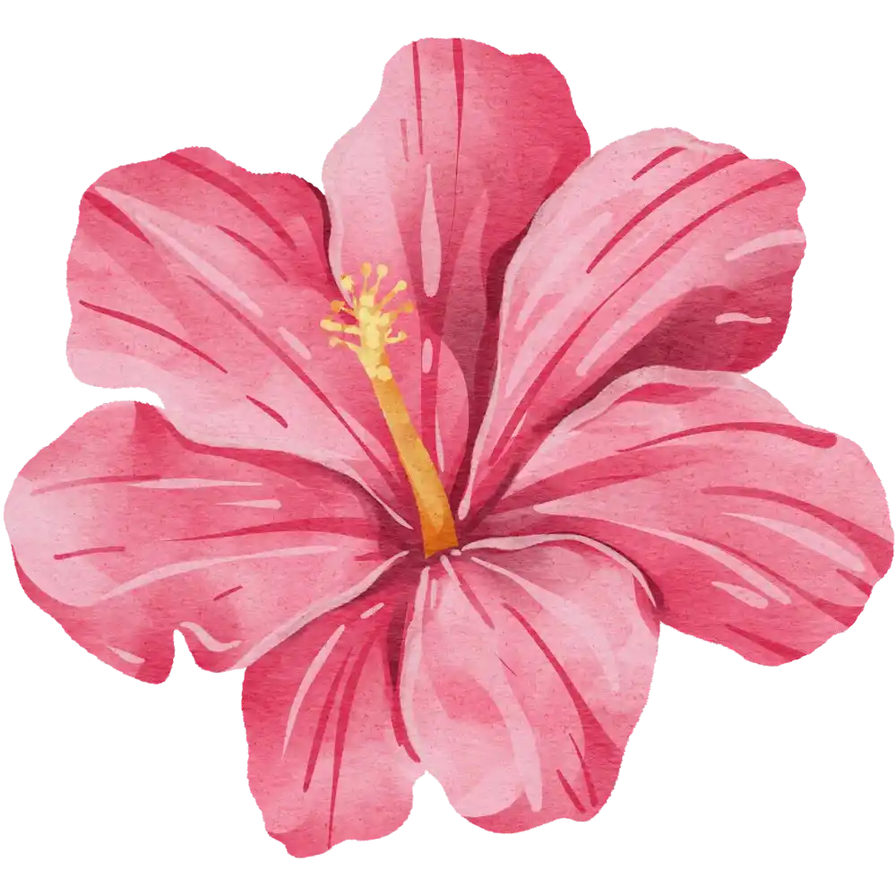 Hibiscus