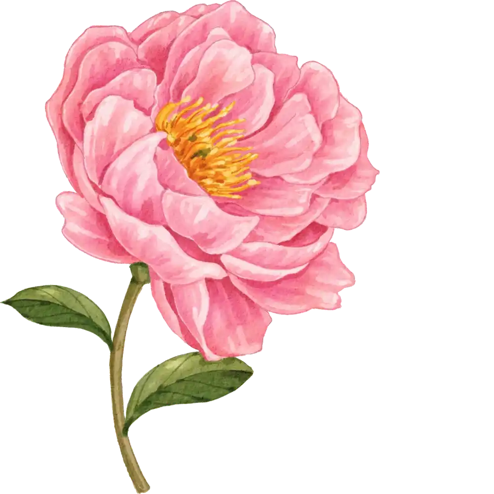 Light Peony