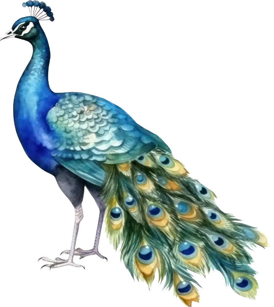 Left Peacock