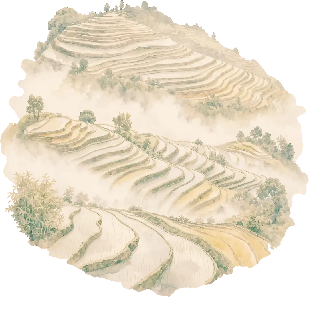 Sawah Terraces