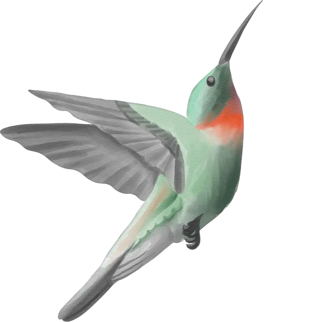 Hummingbird Flying