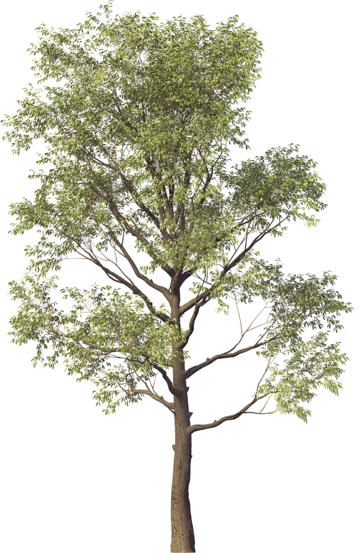 Left Forest Tree